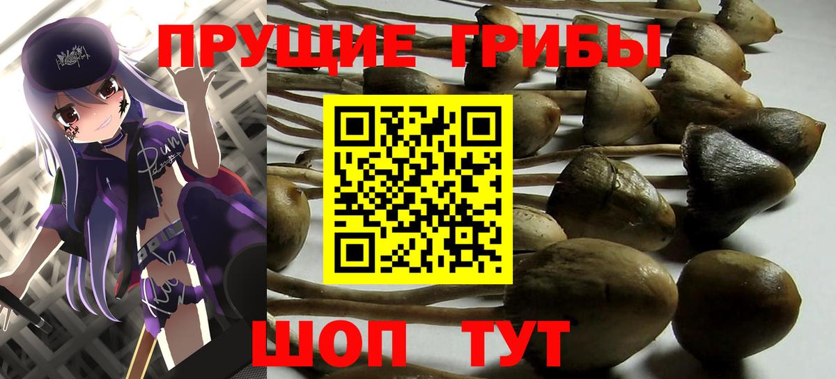 Коммунар  Галлюциногенные грибы MAGIC MUSHROOMS  Вход с VPN  Галлюциногенные грибы Psilocybine cubensis 